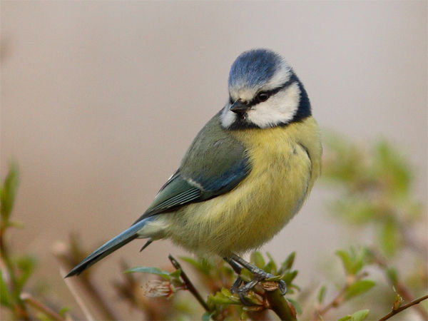 Blue Tit